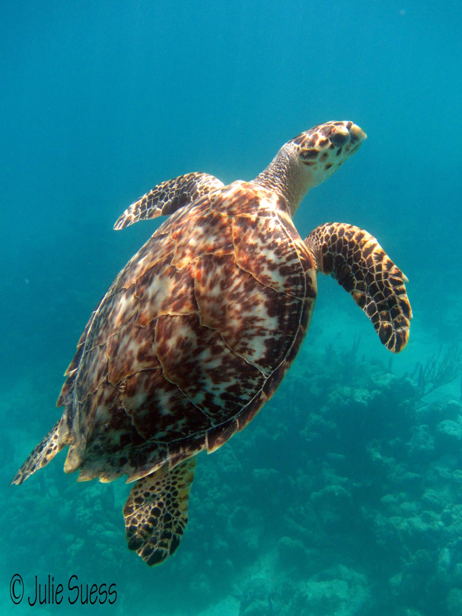Hawksbill sea turtle viewed from above and behind, with overlapping shell plates, a serrated rear shell edge, and outstretched flippers.