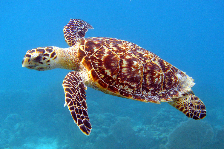 Side view of a hawksbill sea turtle swimming over a reef, with its front flipper extended downward and patterned shell visible.