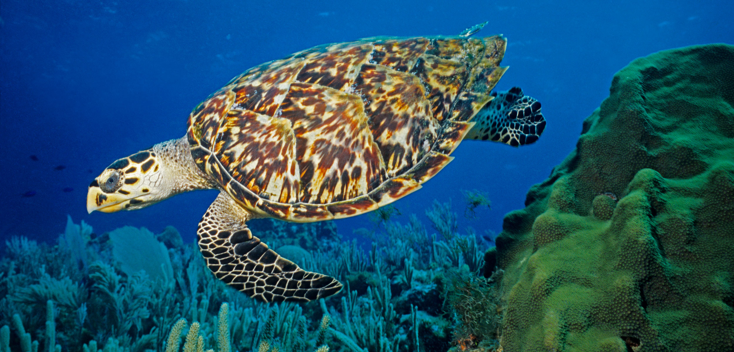 Hawksbill sea turtle swimming beside coral, showing its pointed beak and mottled amber, brown, and cream shell.