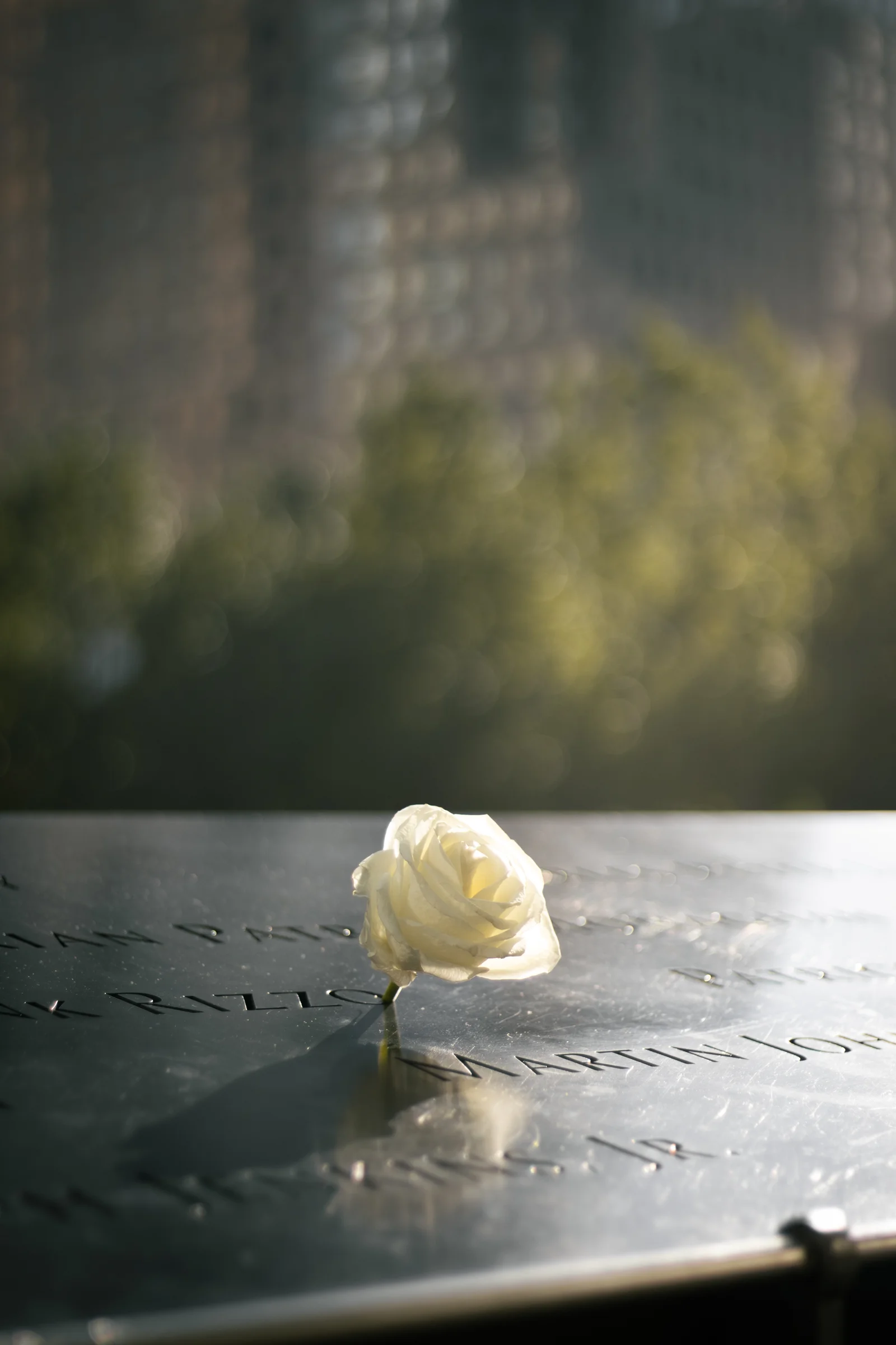 A white rose rests on an engraved memorial panel at 911 memorial pools in a patch of sunlight.
