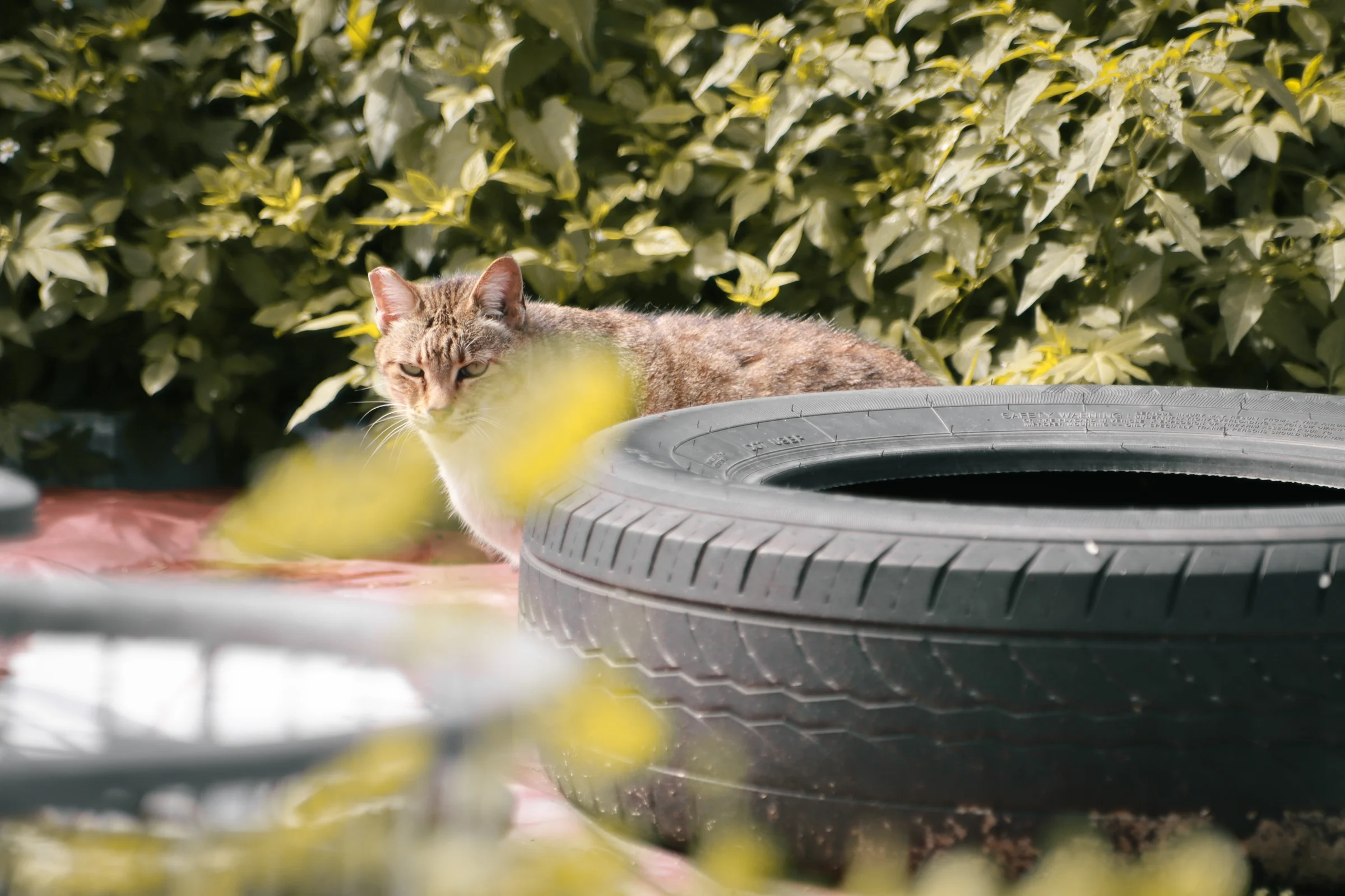 A tabby cat looks toward the camera from behind a tire beside dense green foliage.
