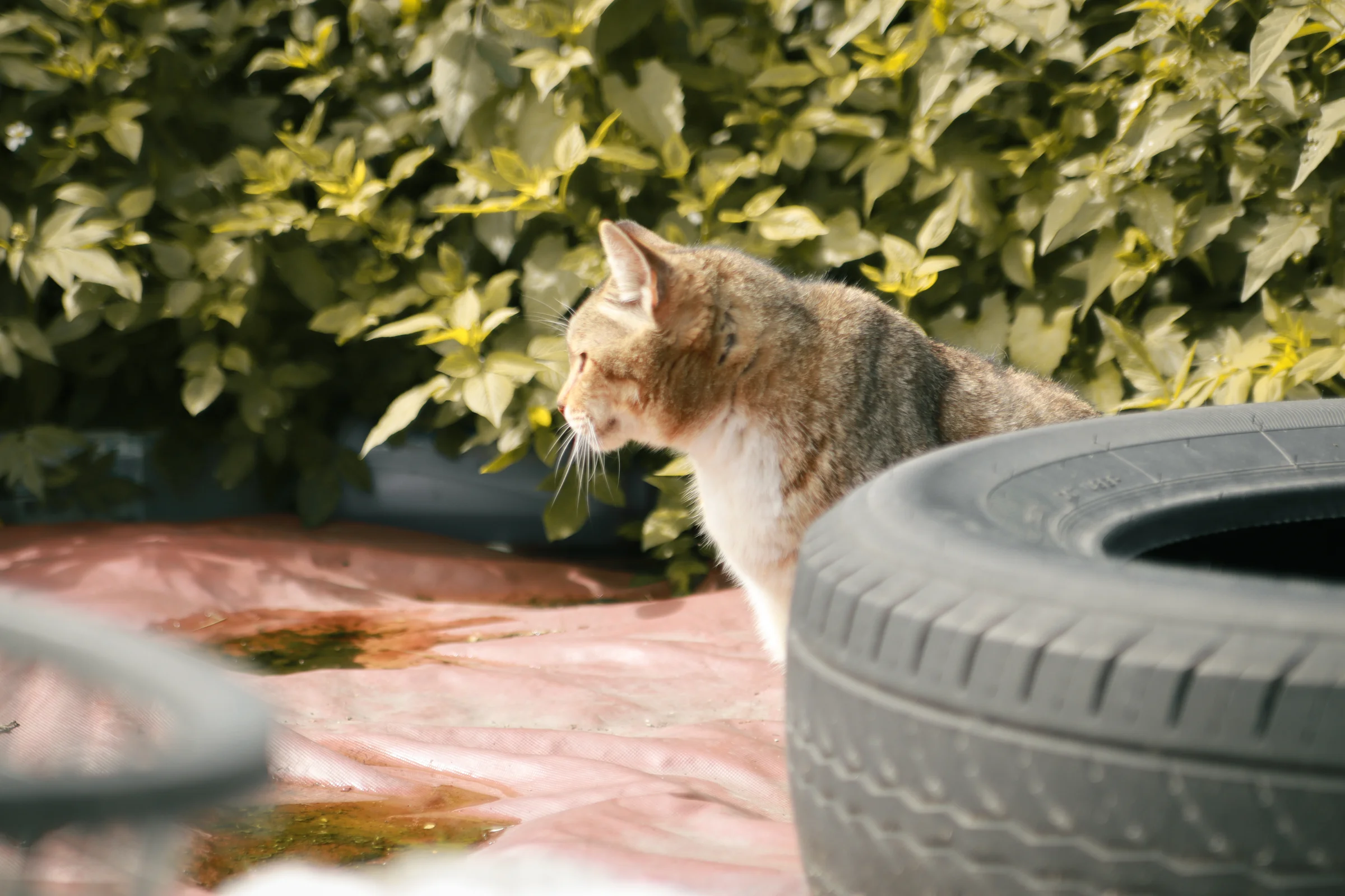 A tabby cat stands beside a tire against a backdrop of sunlit leaves.