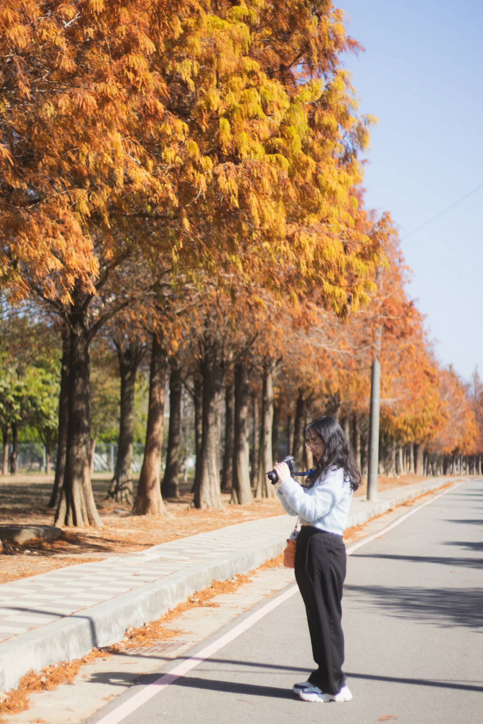 A person stands on a sunlit road beneath rows of tall orange trees.