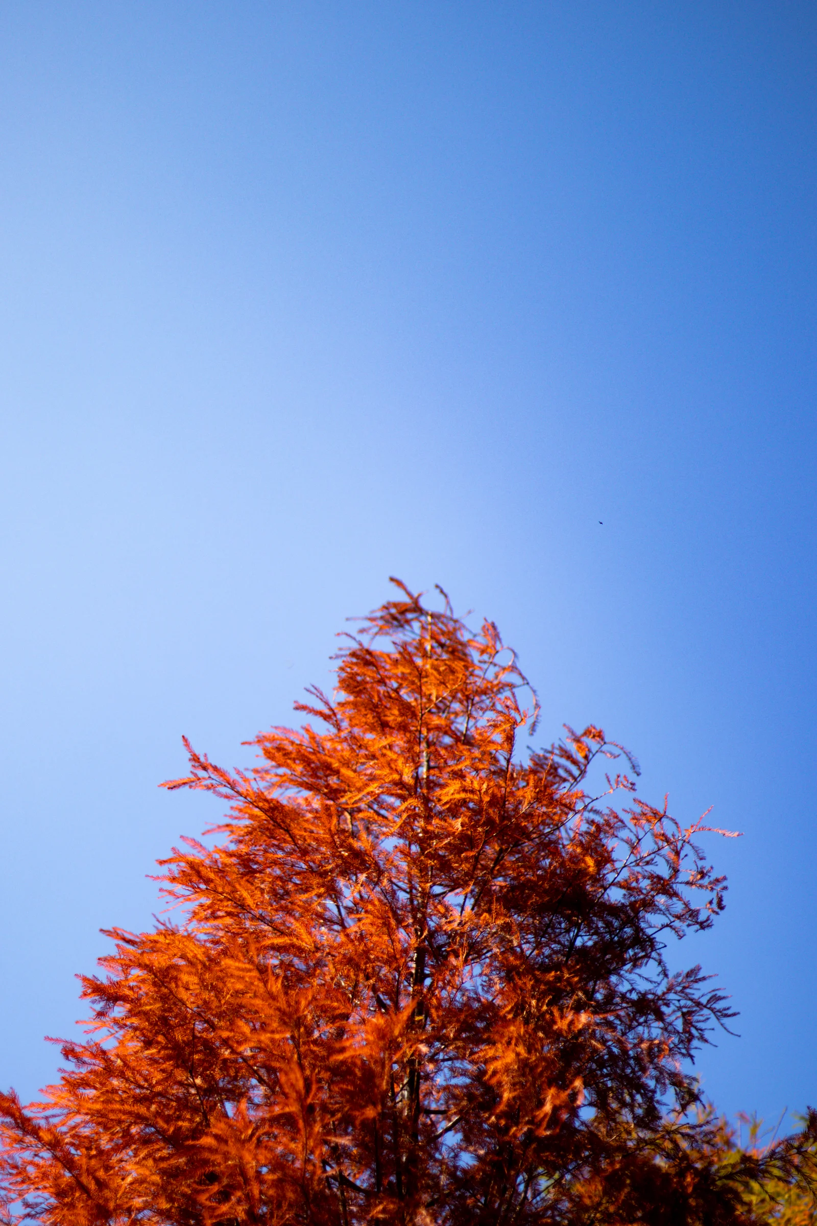 An orange treetop rises against a clear blue sky.