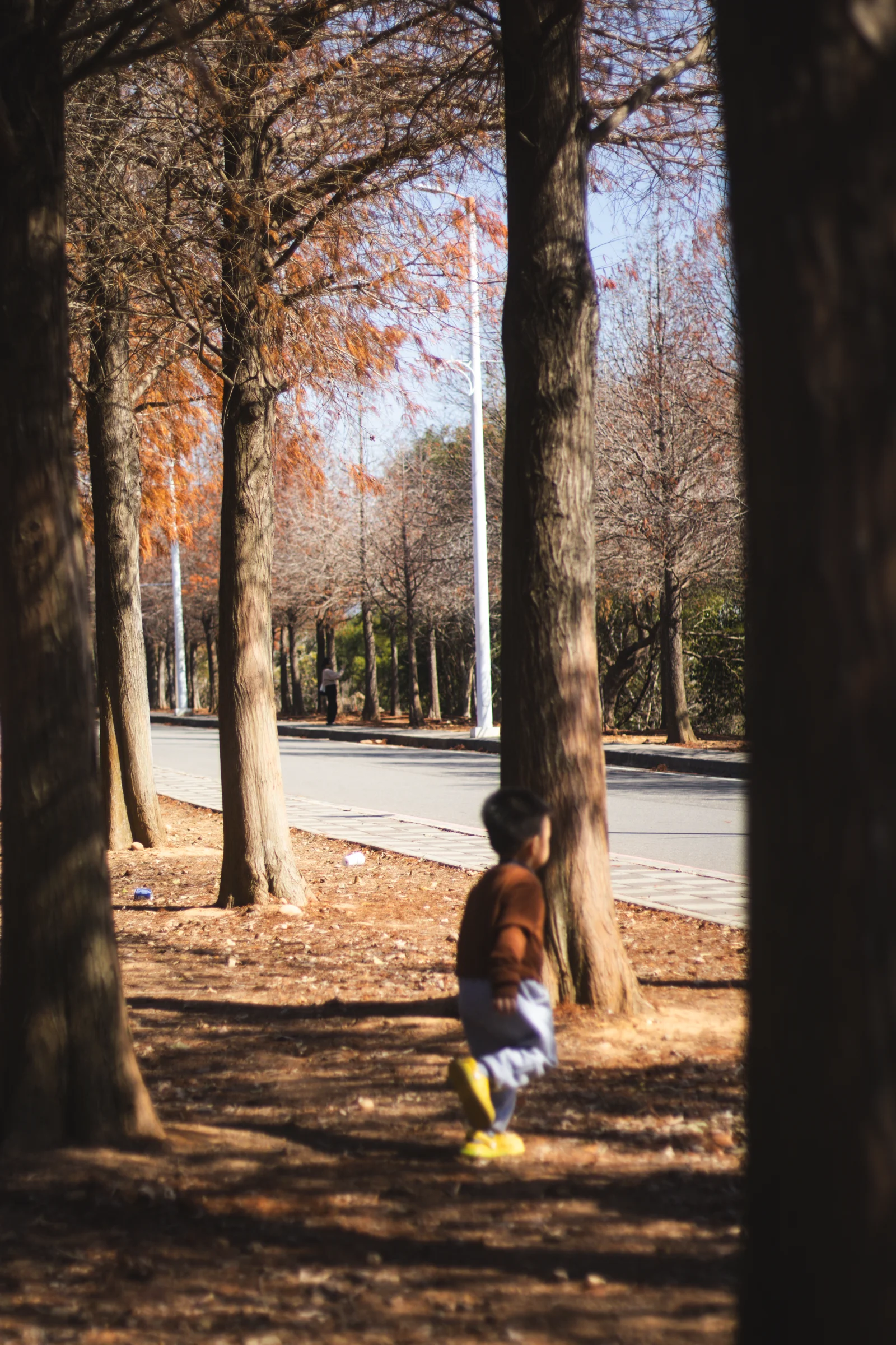 A person sits among tall trunks and long shadows in an autumn grove.