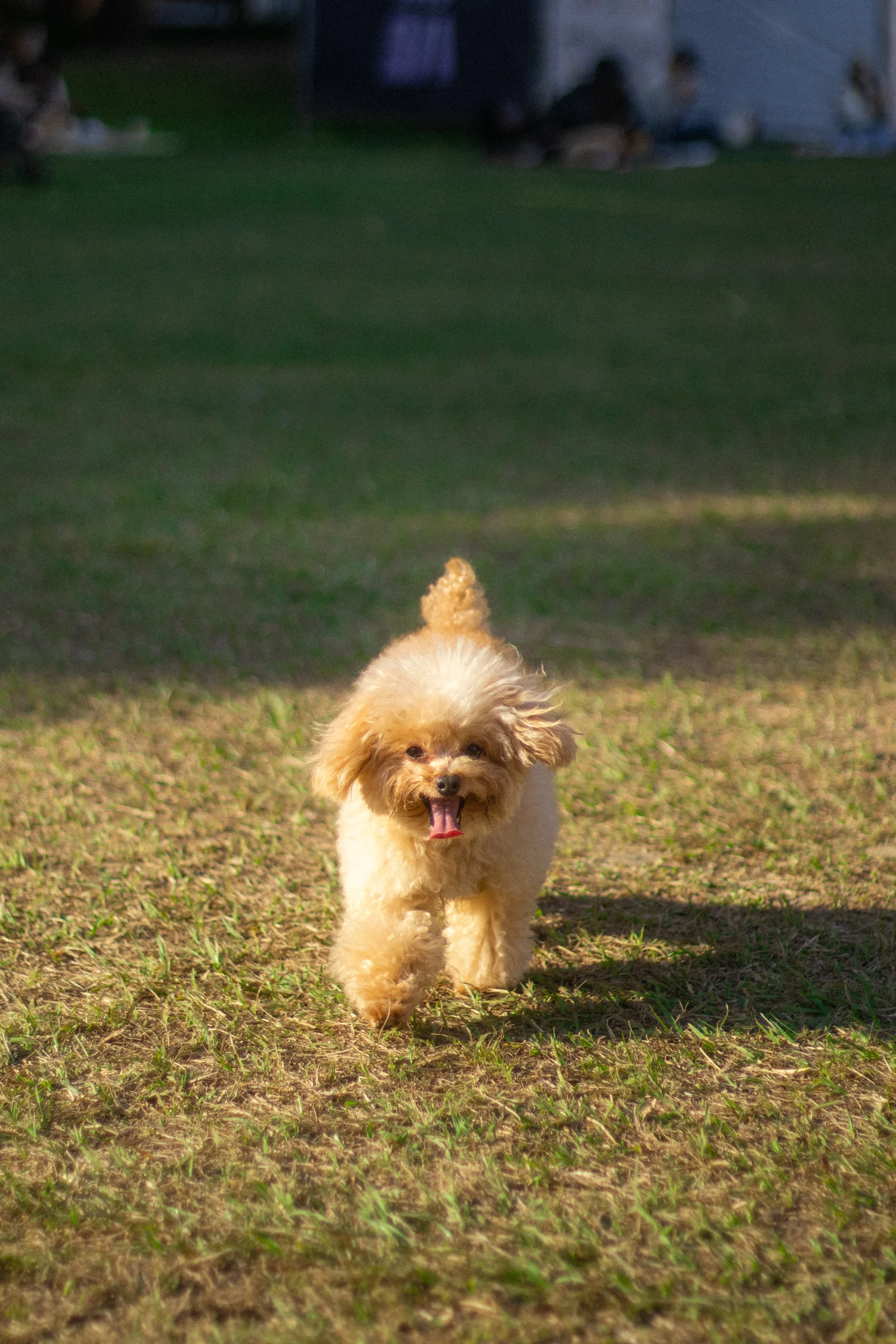 A small fluffy dog runs across a lawn in warm sunlight.
