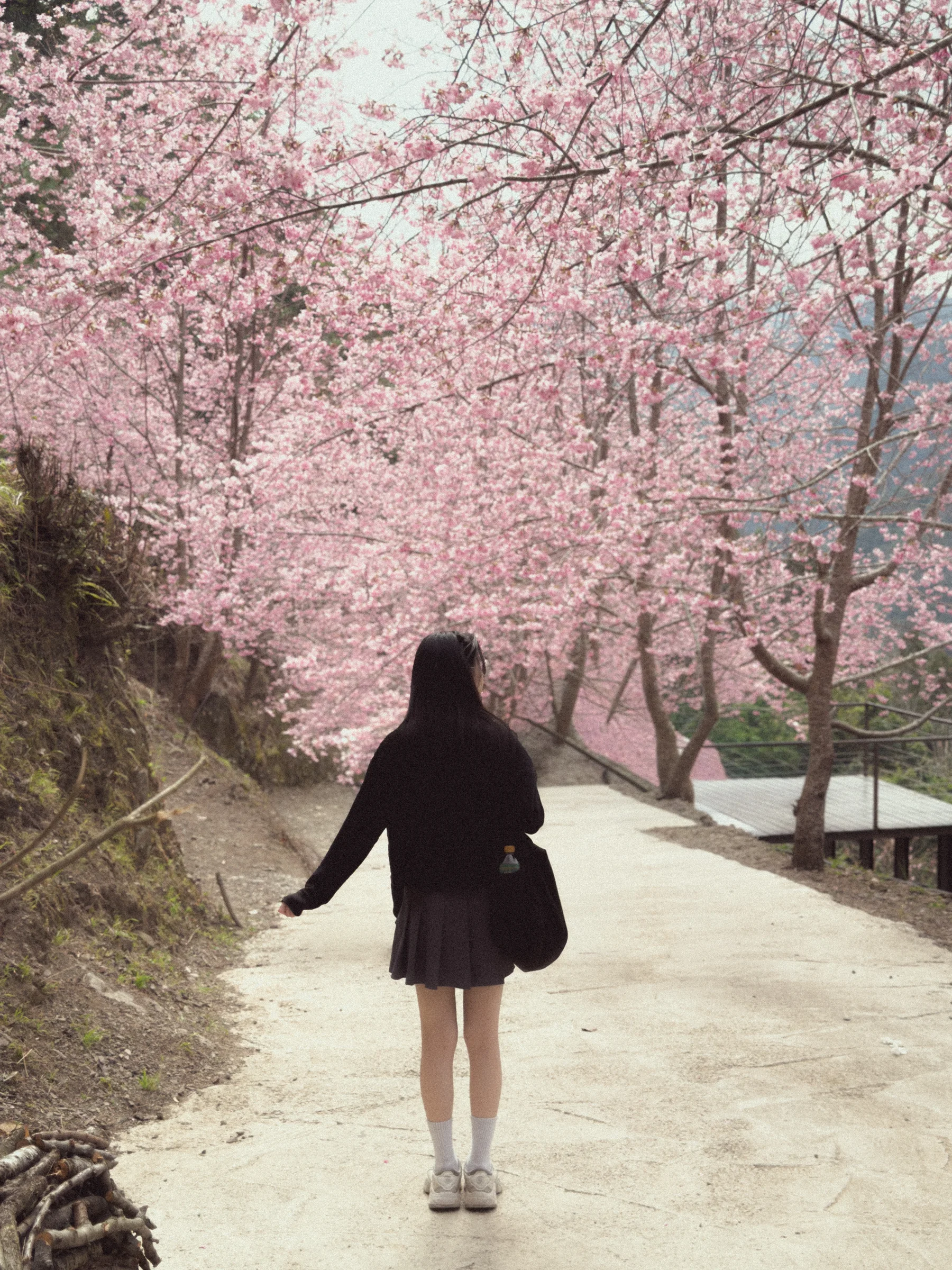 A person walks down a path beneath arching branches filled with pink blossoms.