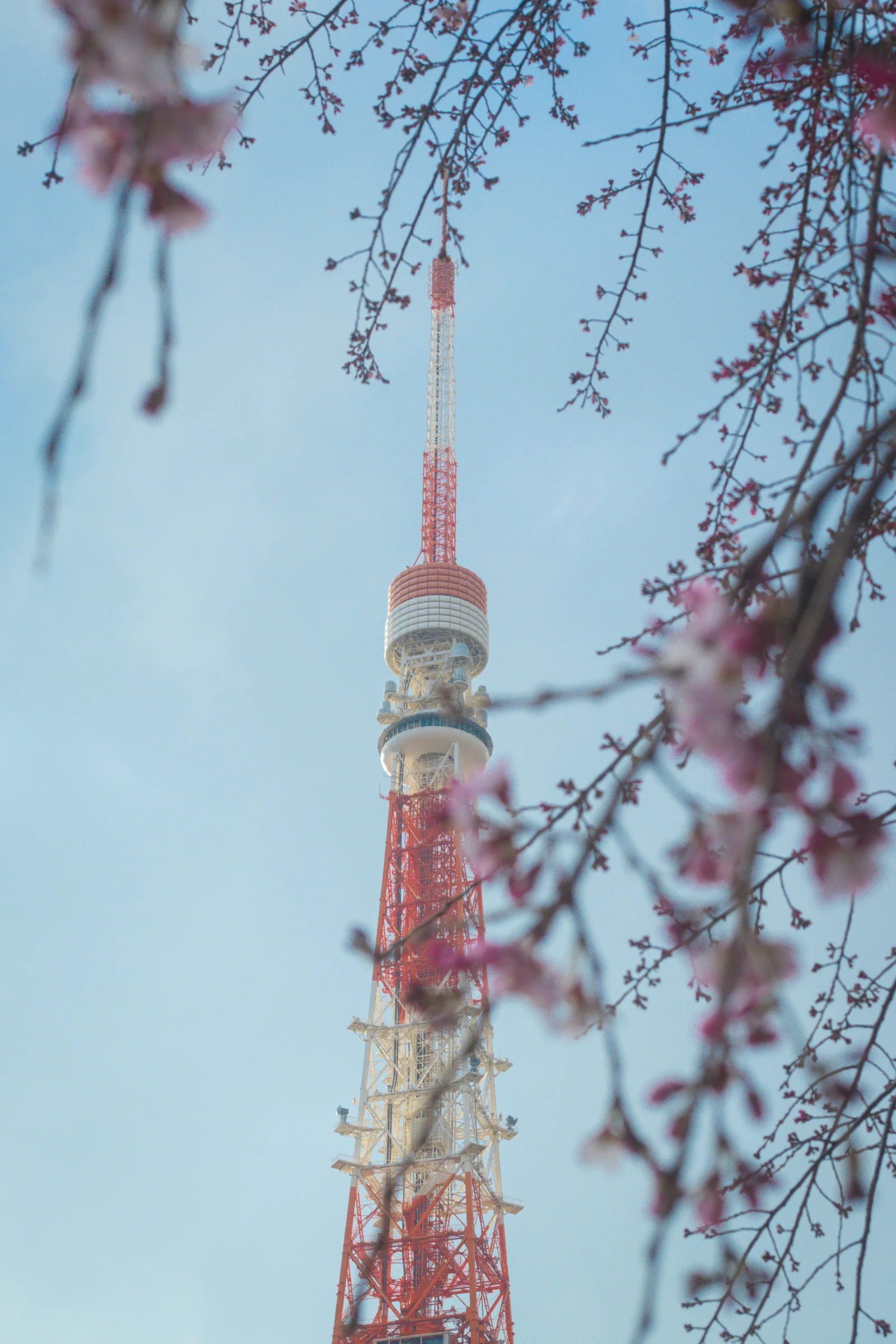 Tokyo Tower rises behind pink blossoms against a blue sky.