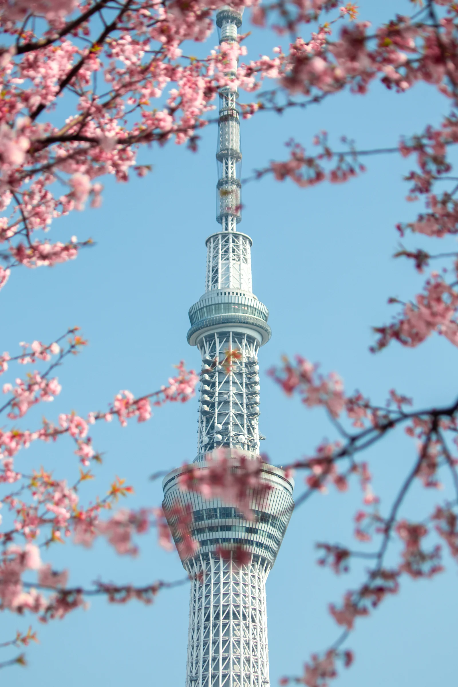 Tokyo Skytree rises between branches covered in pink blossoms.