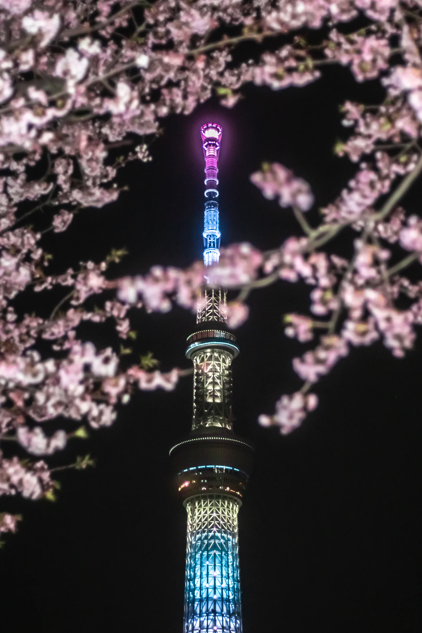 Pink blossoms frame the illuminated Tokyo Skytree at night.