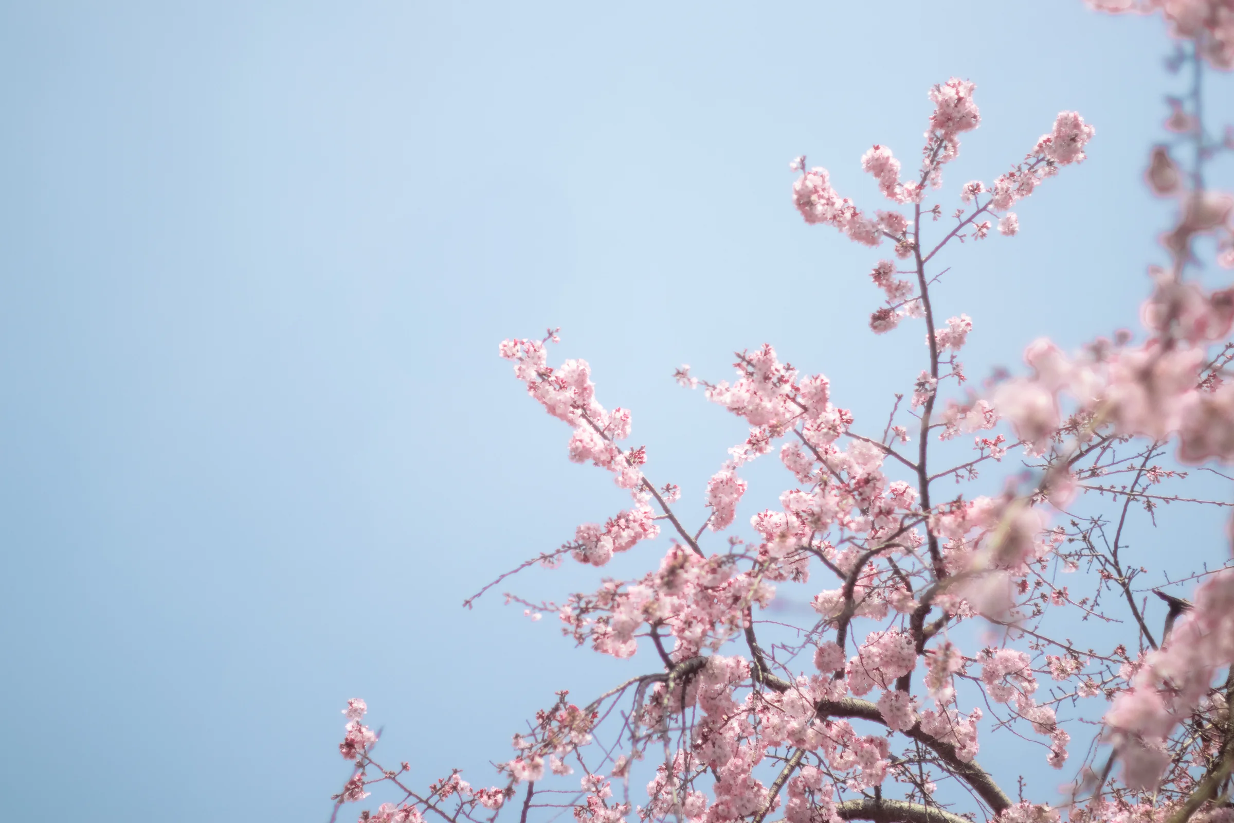 Branches of pink blossoms stretch across a clear blue sky.