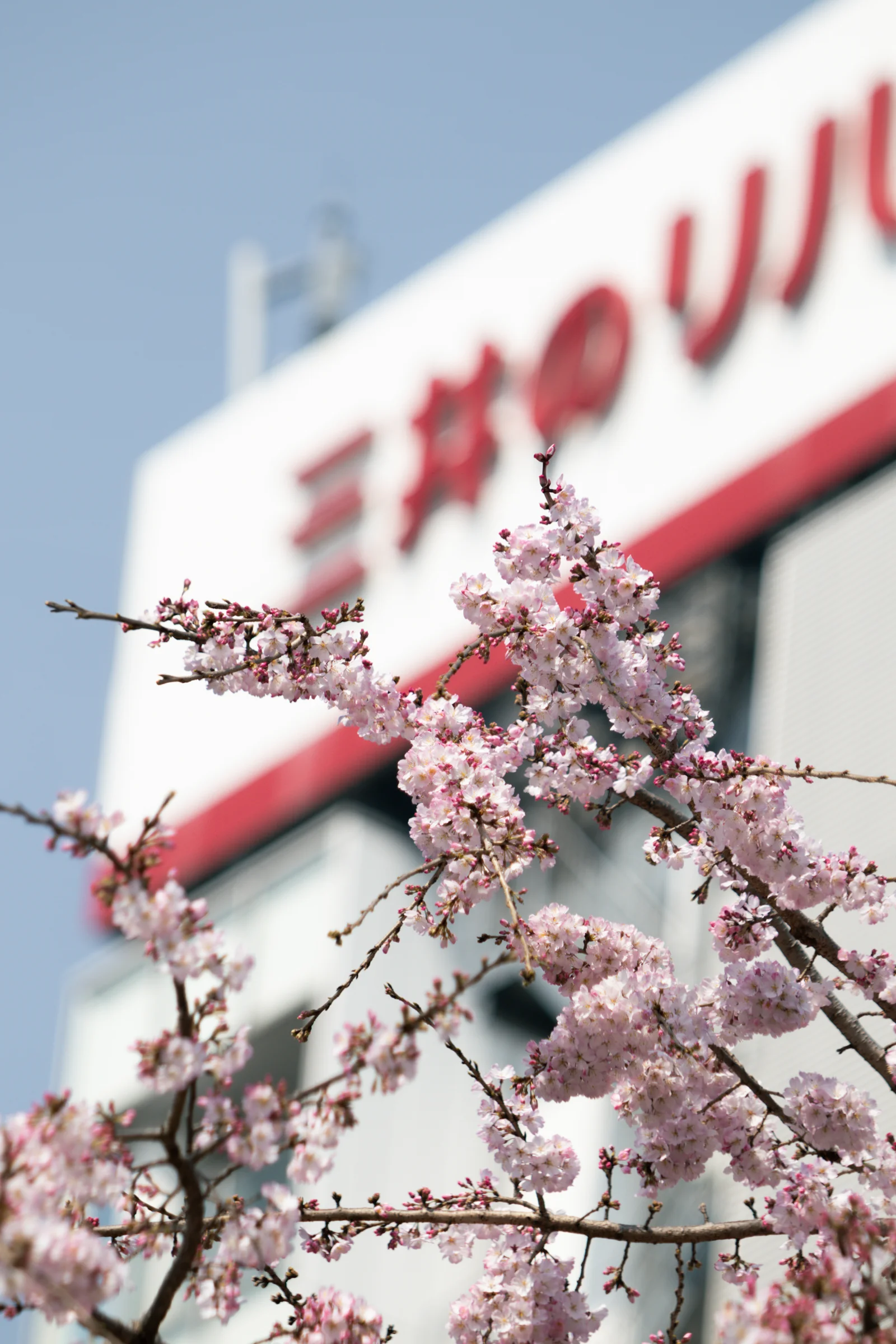 Pink blossoms fill the foreground beneath a red and white building sign.