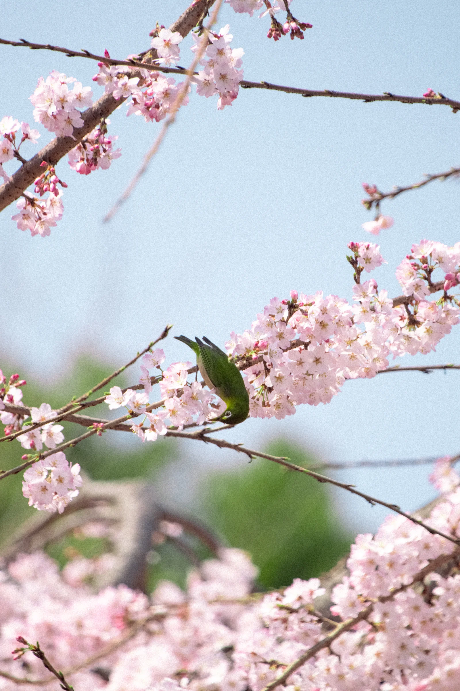 A small green bird perches among clusters of pink blossoms.